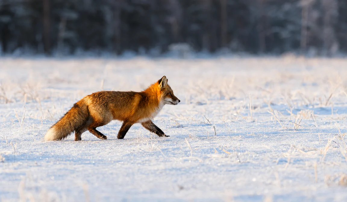 First frame: Snow Fox: Four Shots, One Prompt